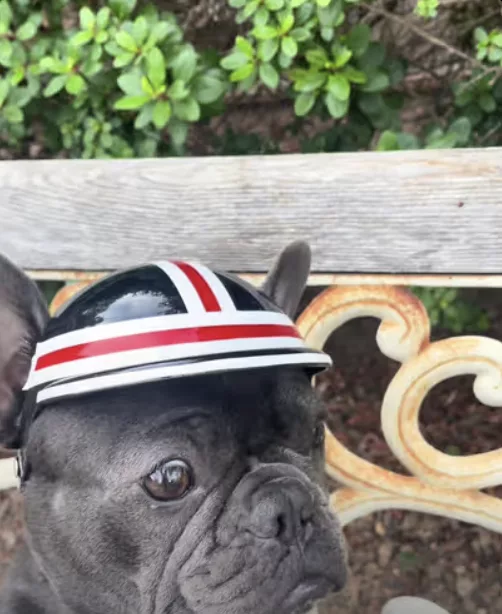 Frenchie is carving sidewalks all over town on her EV Skateboard !!!